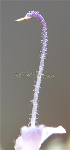  One large stamen